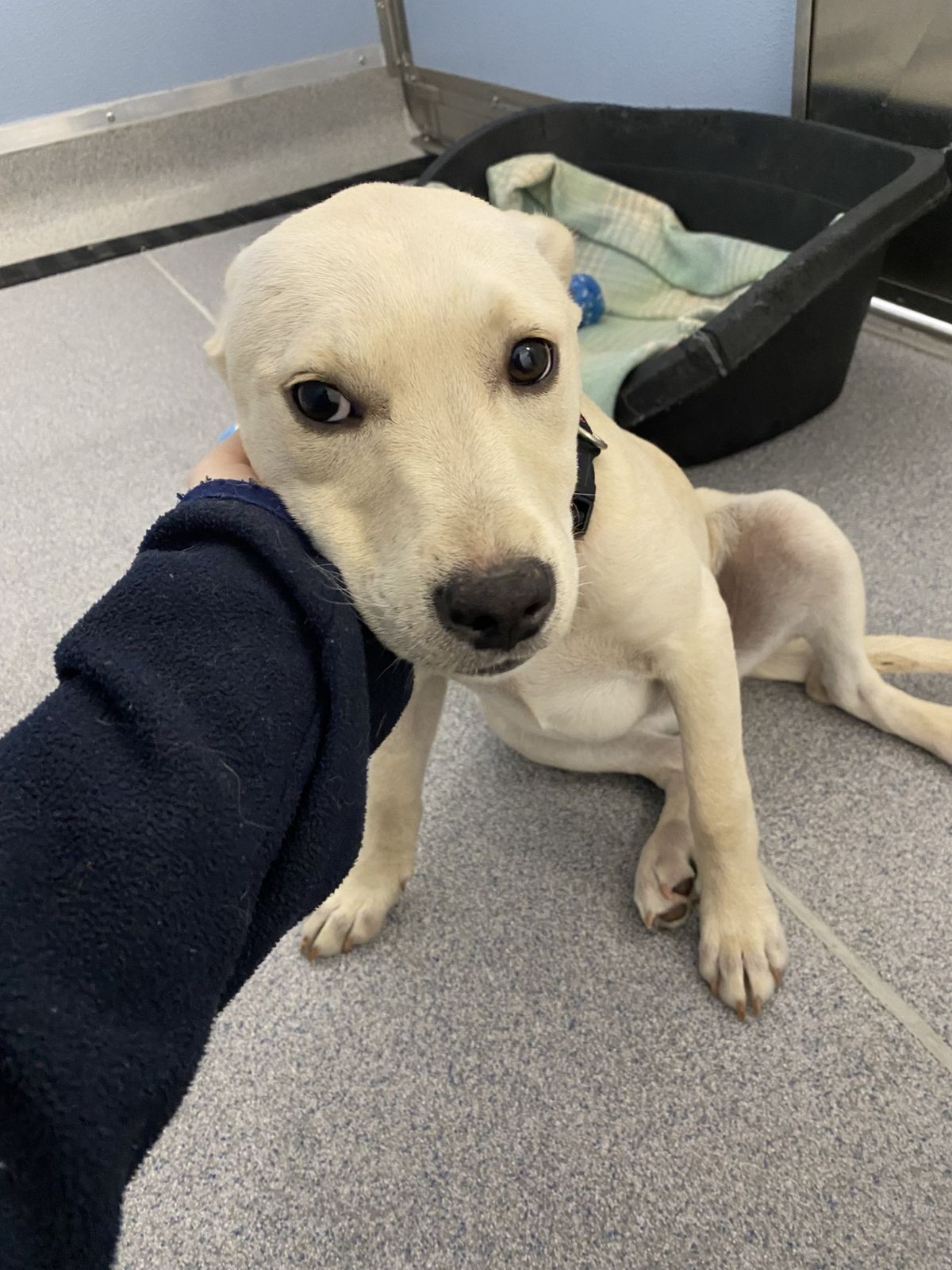 Gallery image: Pearl