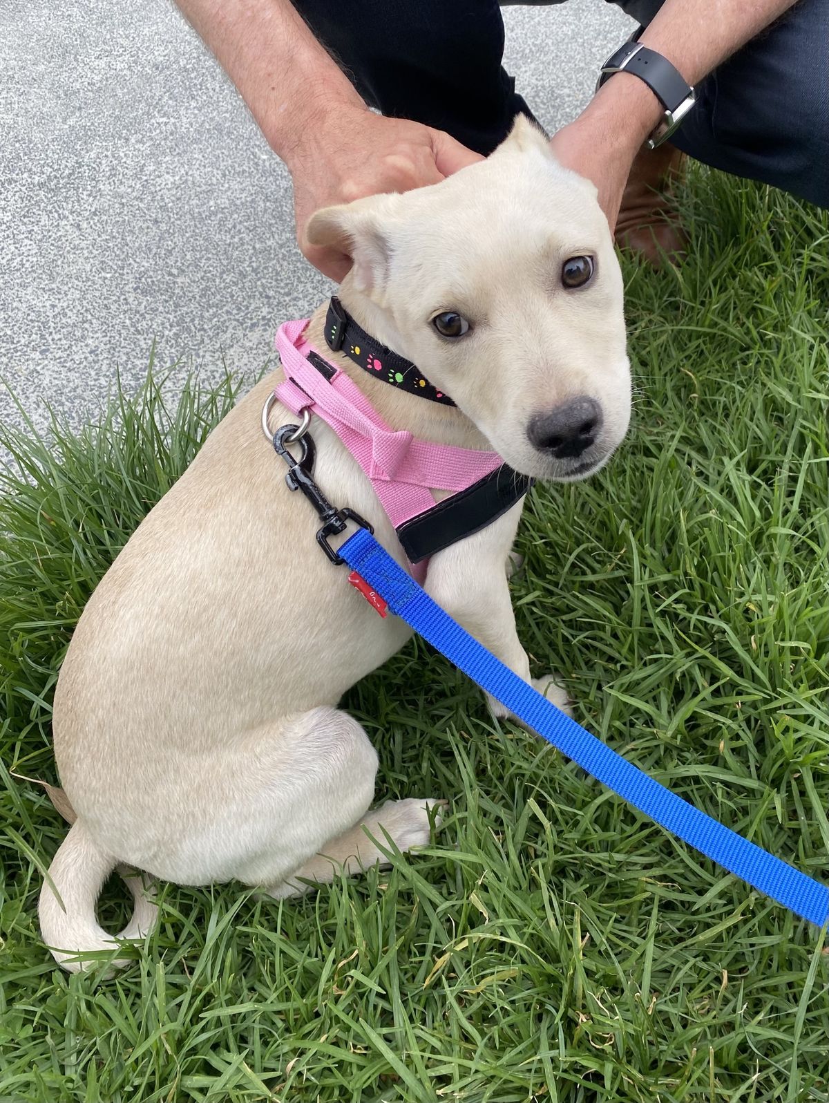 Gallery image: Pearl