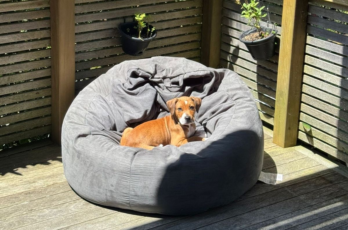 Gallery image: Gromit