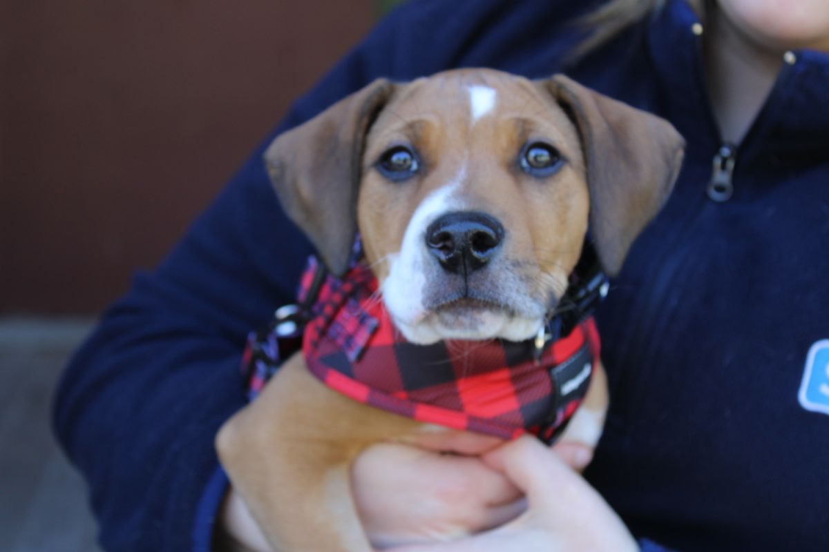 Gallery image: Gromit