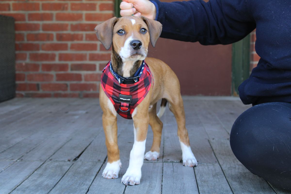 Gallery image: Gromit