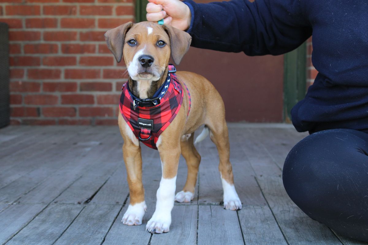 Gallery image: Gromit