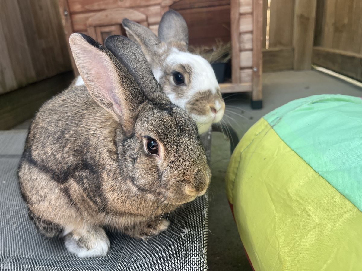 Gallery image: Goose