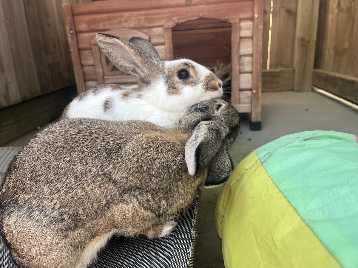 Gallery image: Goose