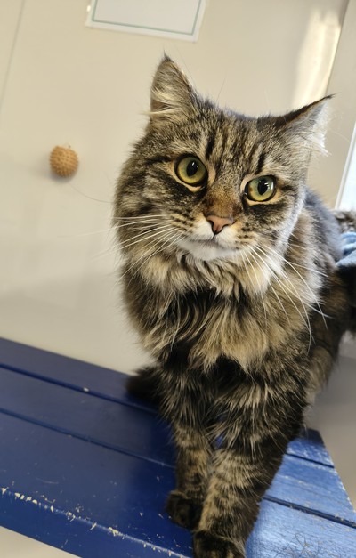 Dixie - Domestic Medium Hair