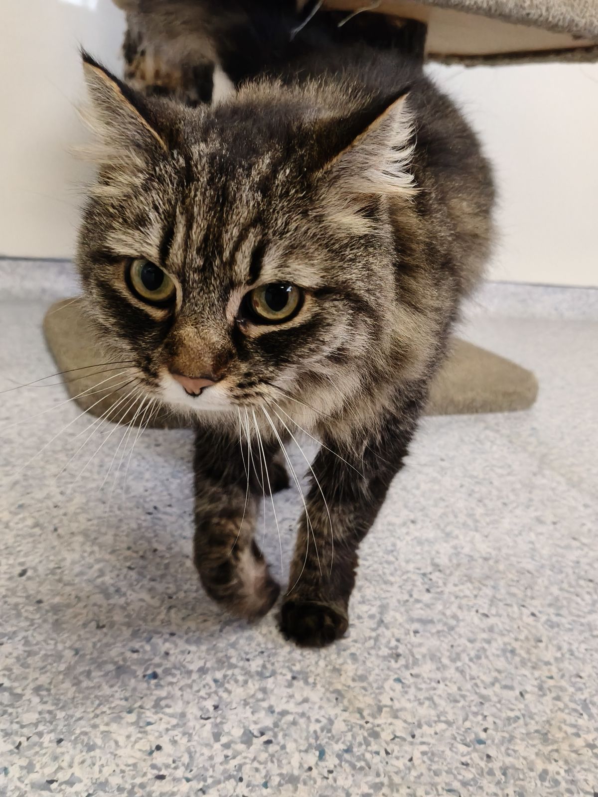 Gallery image: Dixie