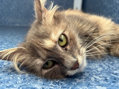 Lottie - Domestic Longhair