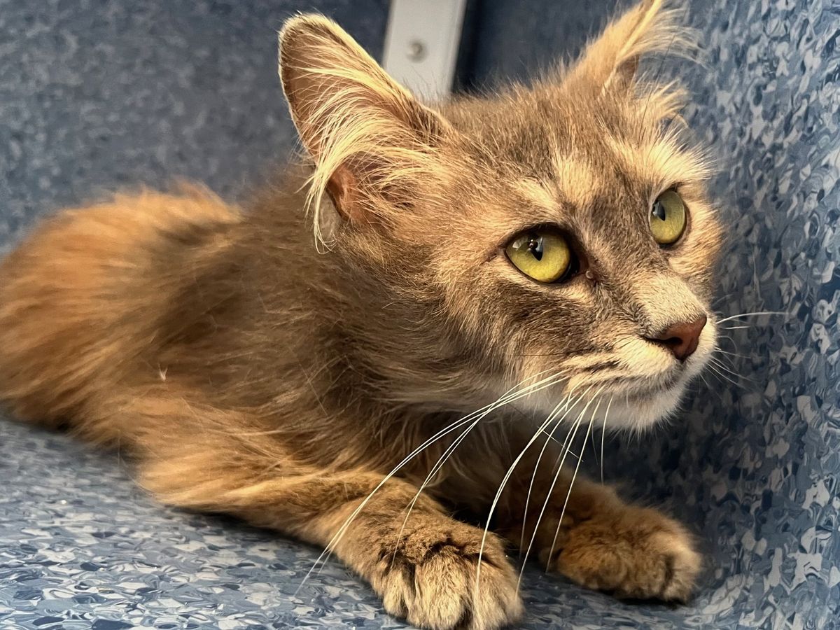 Gallery image: Lottie