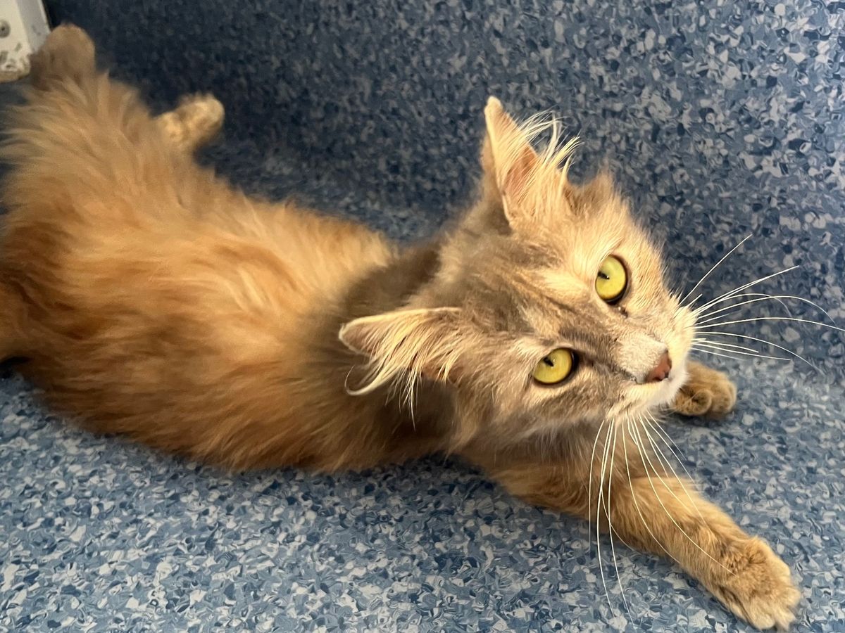 Gallery image: Lottie