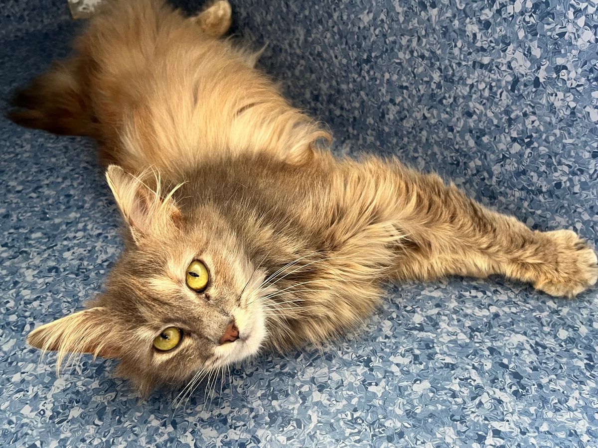 Gallery image: Lottie