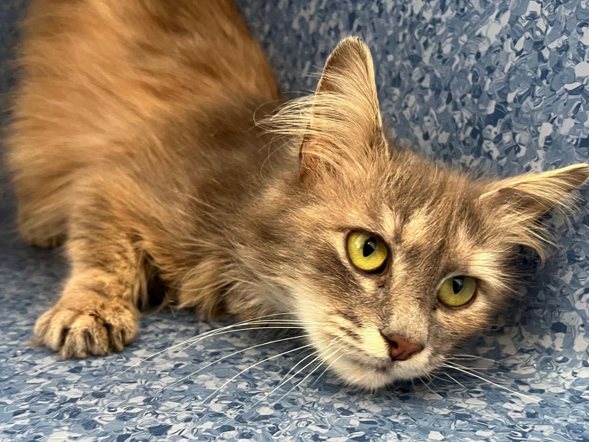 Gallery image: Lottie