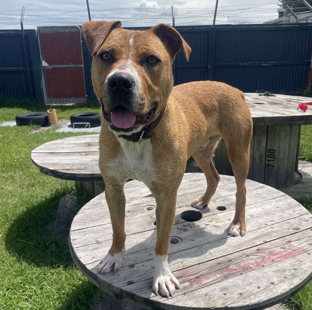 Gallery image: Stubbs 