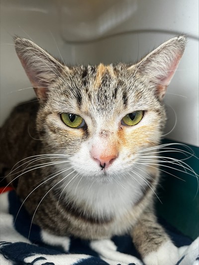 Harmony - Domestic Short Hair