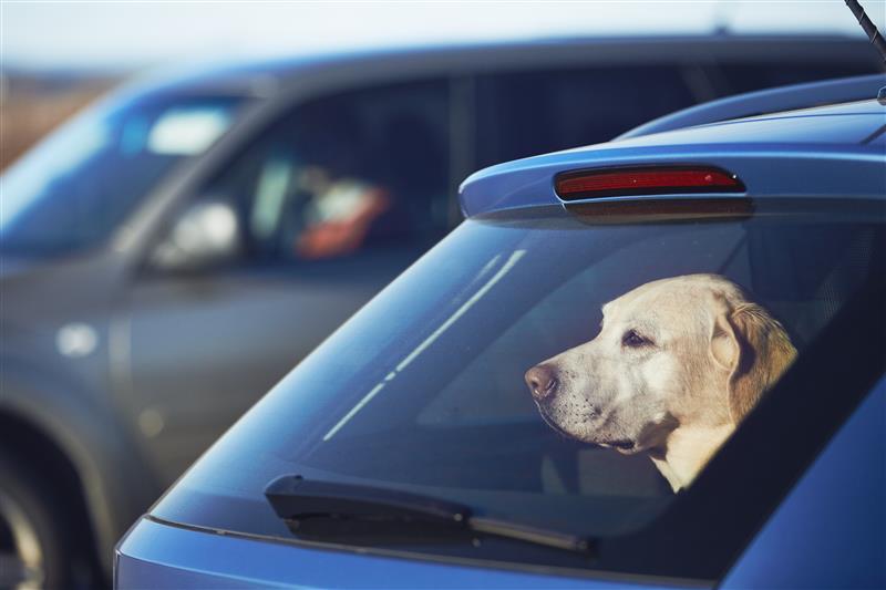 Dogs die in hot cars - don't risk their lives