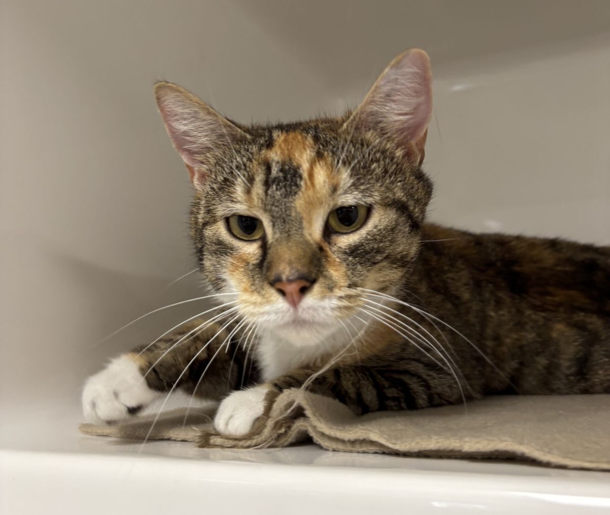 Gallery image: Hazel 