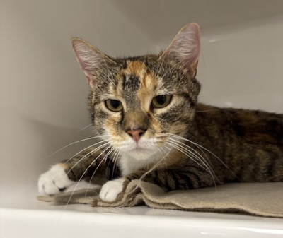 Hazel  - Domestic Short Hair