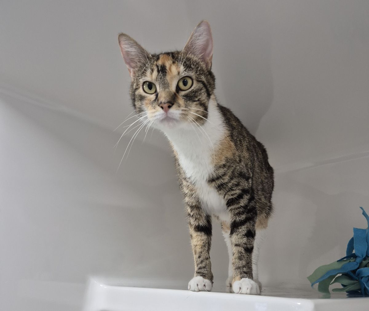 Gallery image: Hazel 