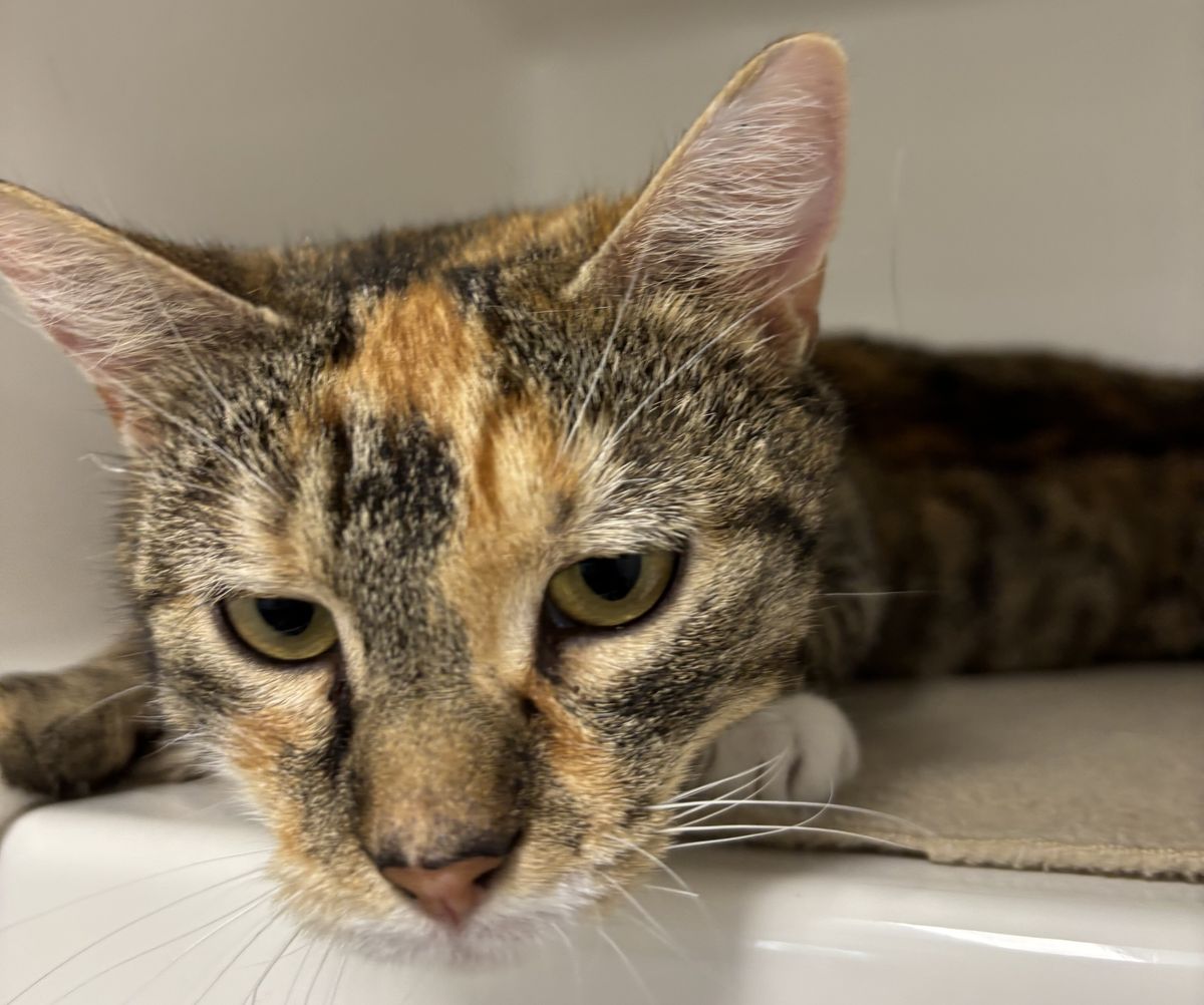 Gallery image: Hazel 