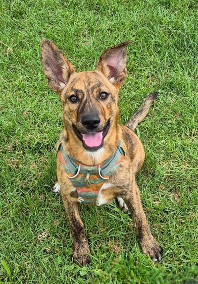 Nova - Medium Cross Breed