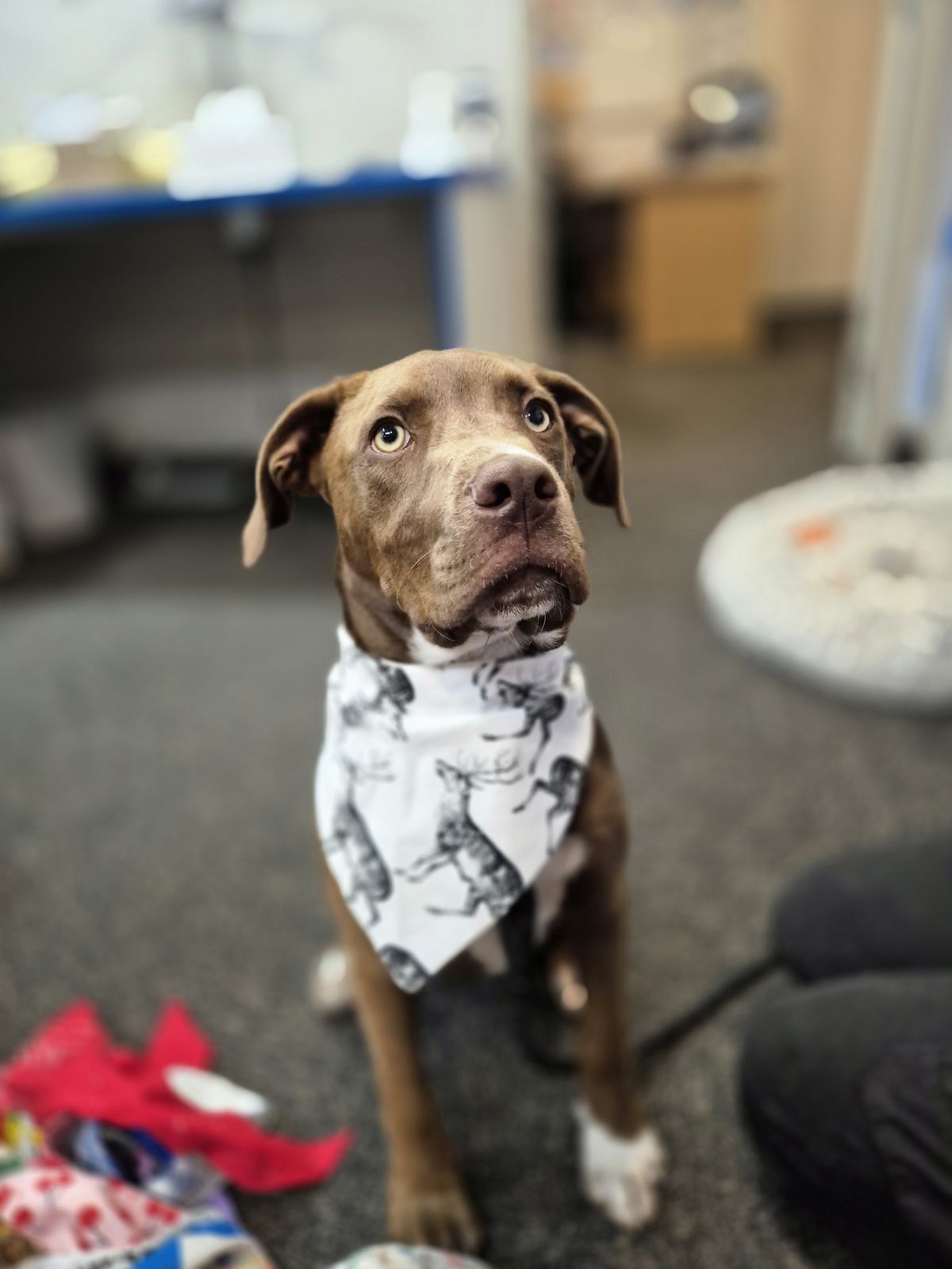 Gallery image: Rocky