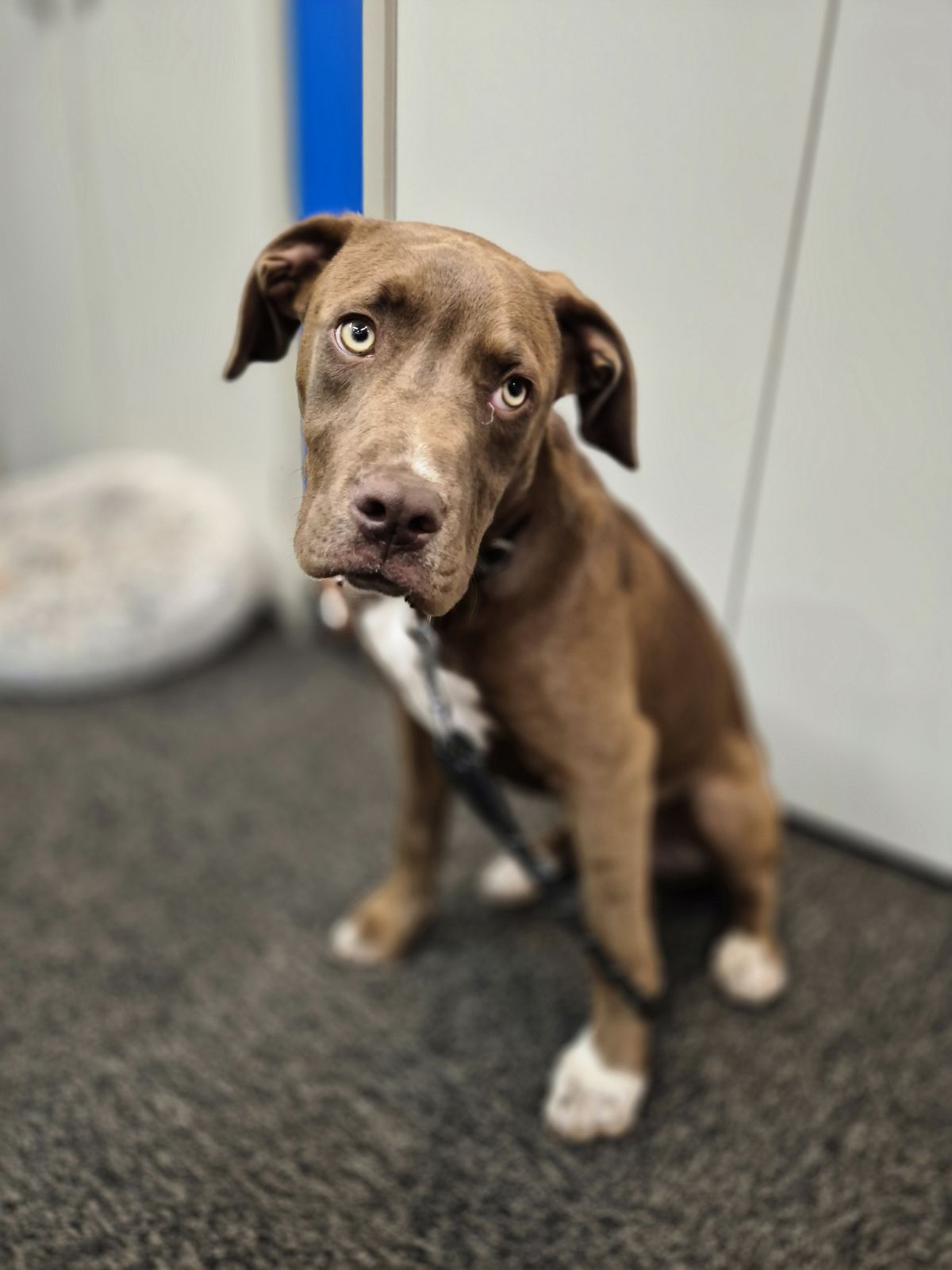 Gallery image: Rocky