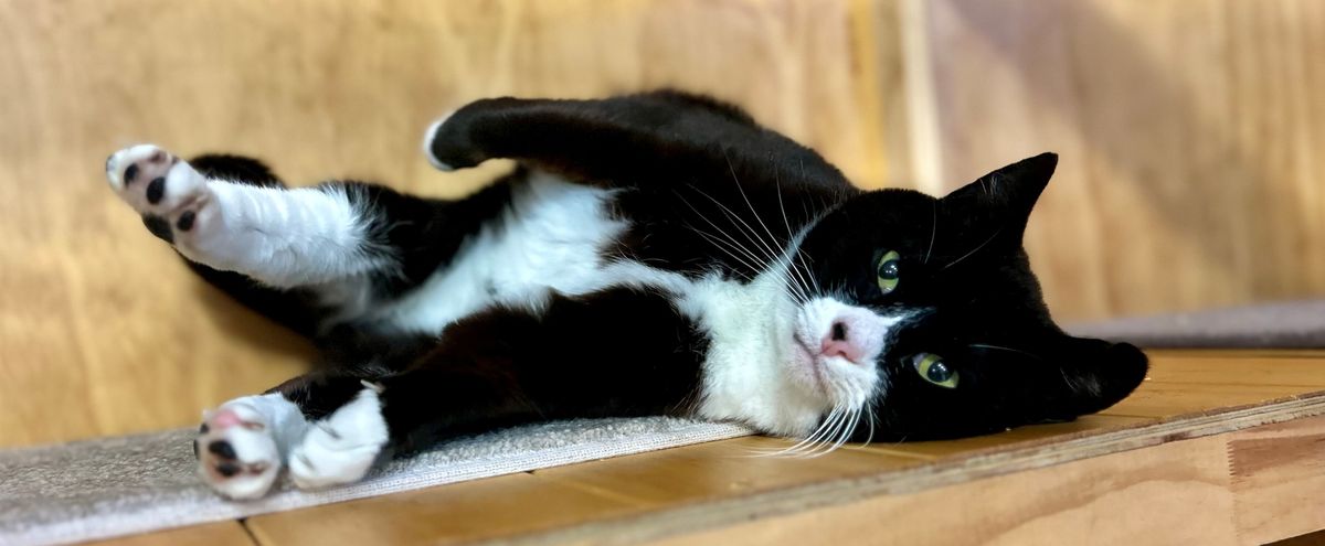 Gallery image: Buggy