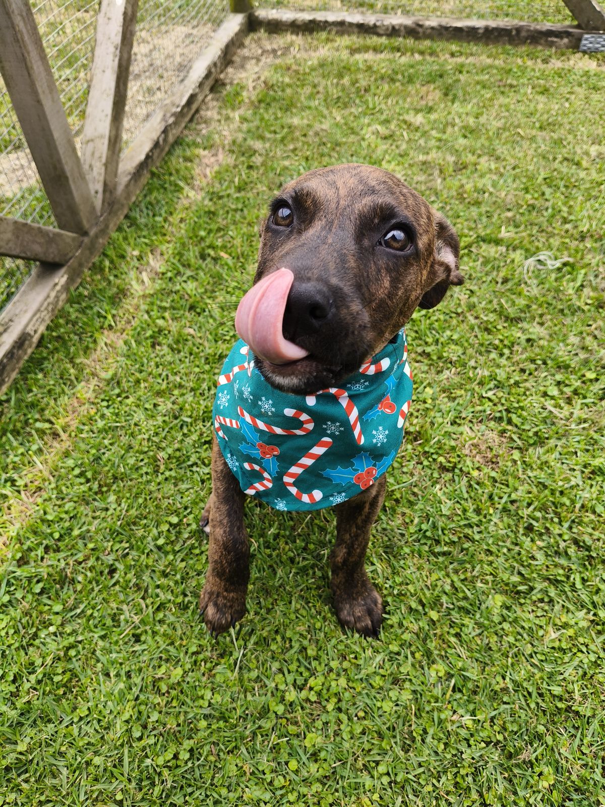 Gallery image: Dobby