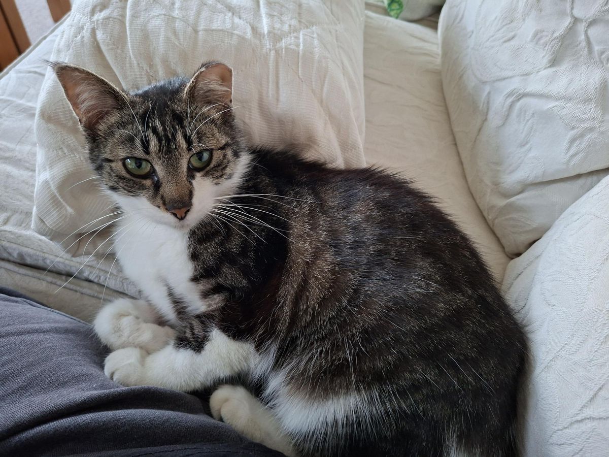 Gallery image: Amanita