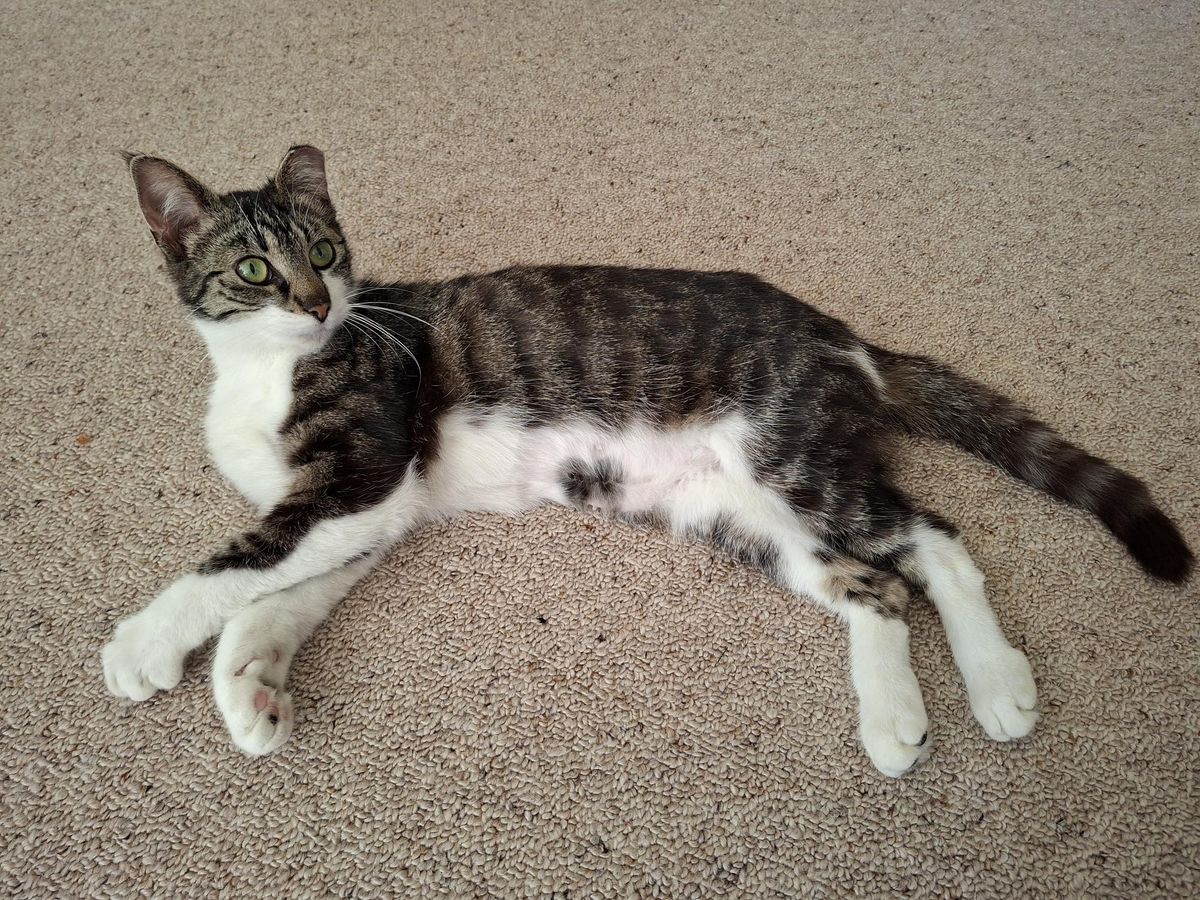 Gallery image: Amanita