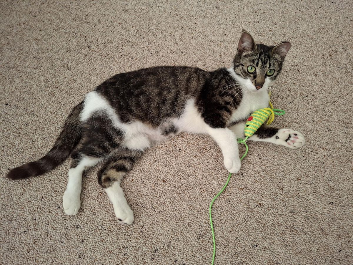 Gallery image: Amanita