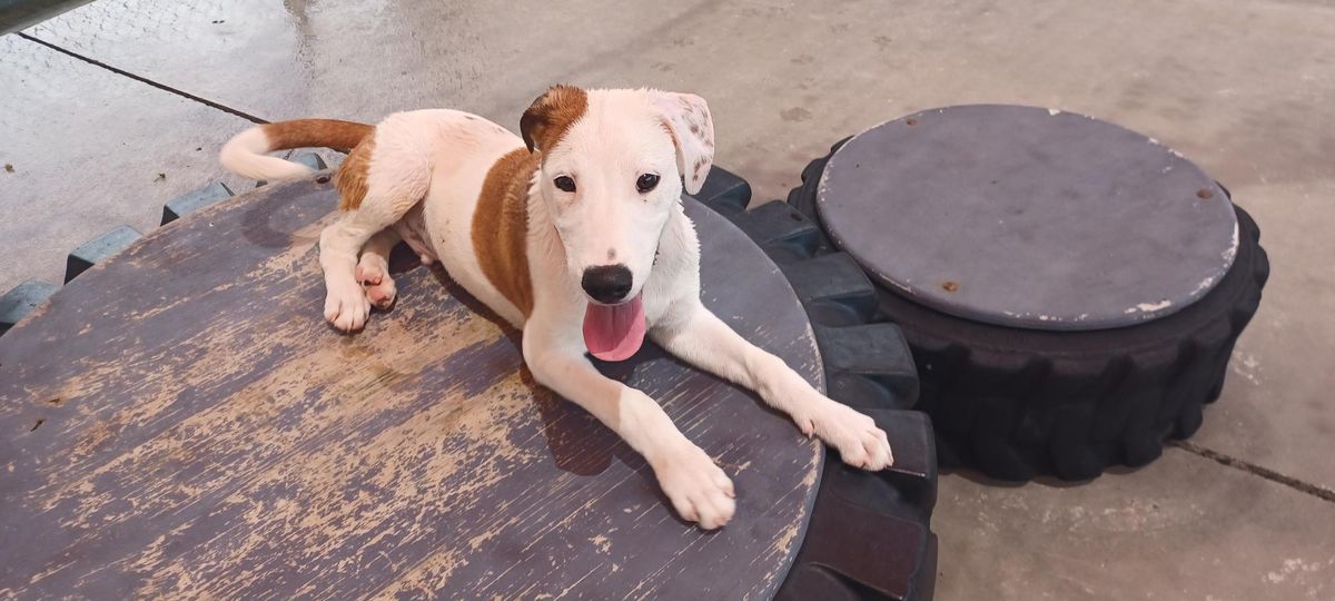 Gallery image: Scotty