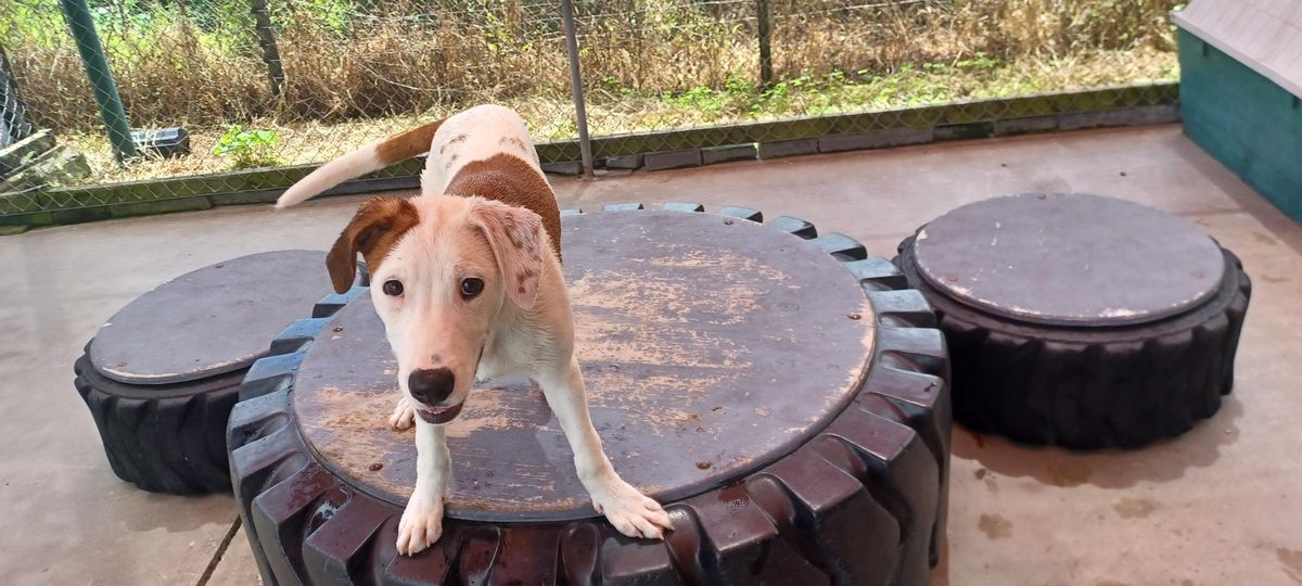 Gallery image: Scotty