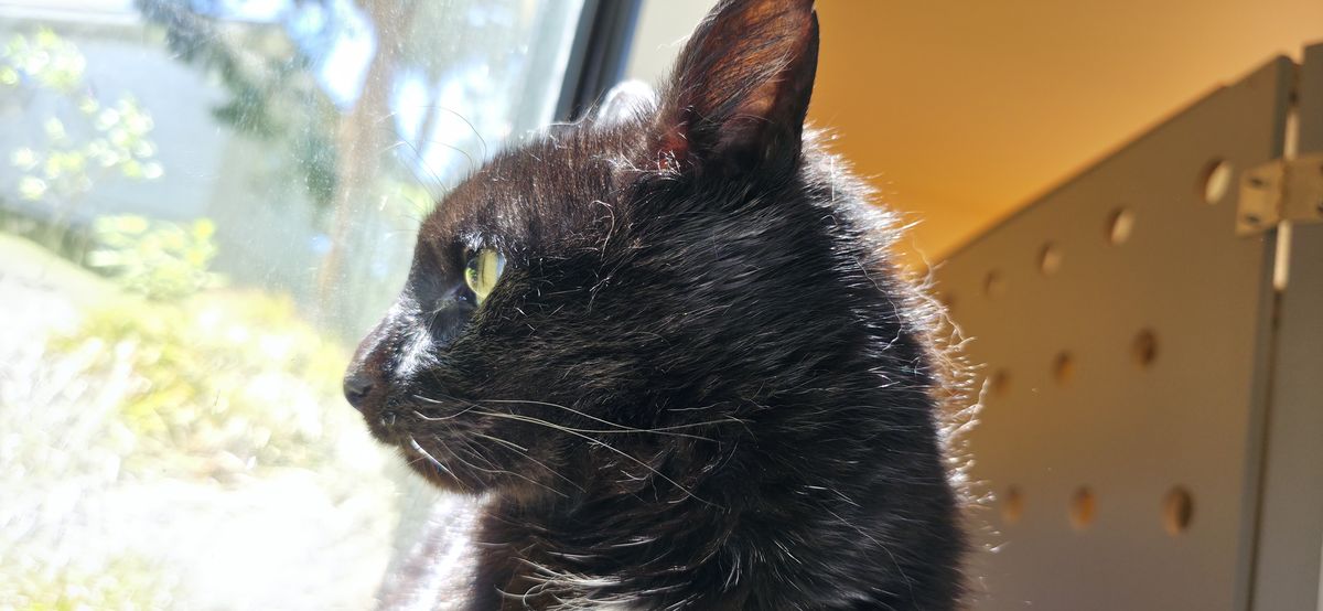 Gallery image: Arnie