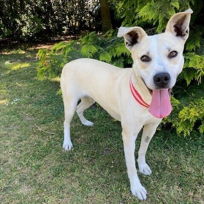 Kiwi - Large Cross Breed