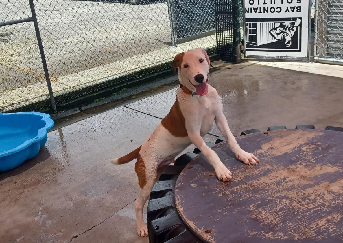 Gallery image: Scotty