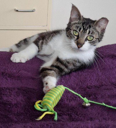 Amanita - Domestic Short Hair