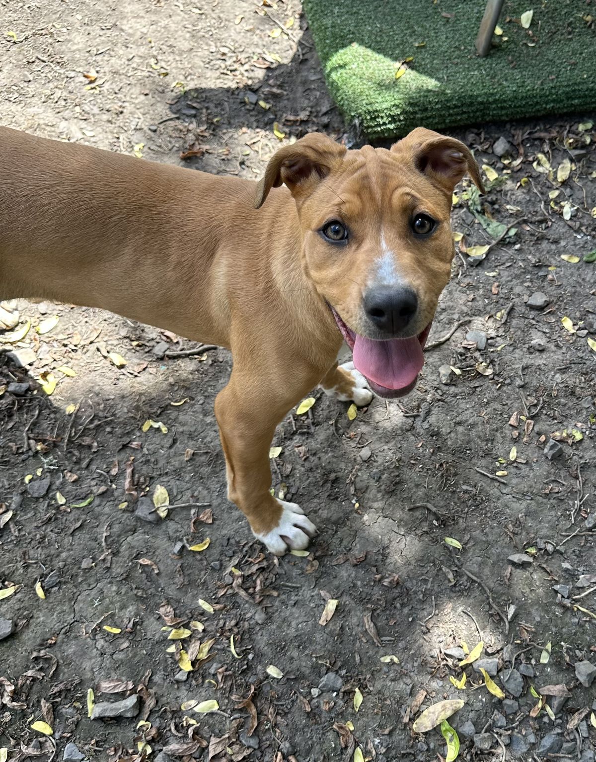 Gallery image: Grape