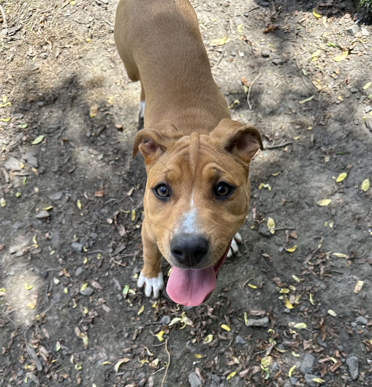 Gallery image: Grape