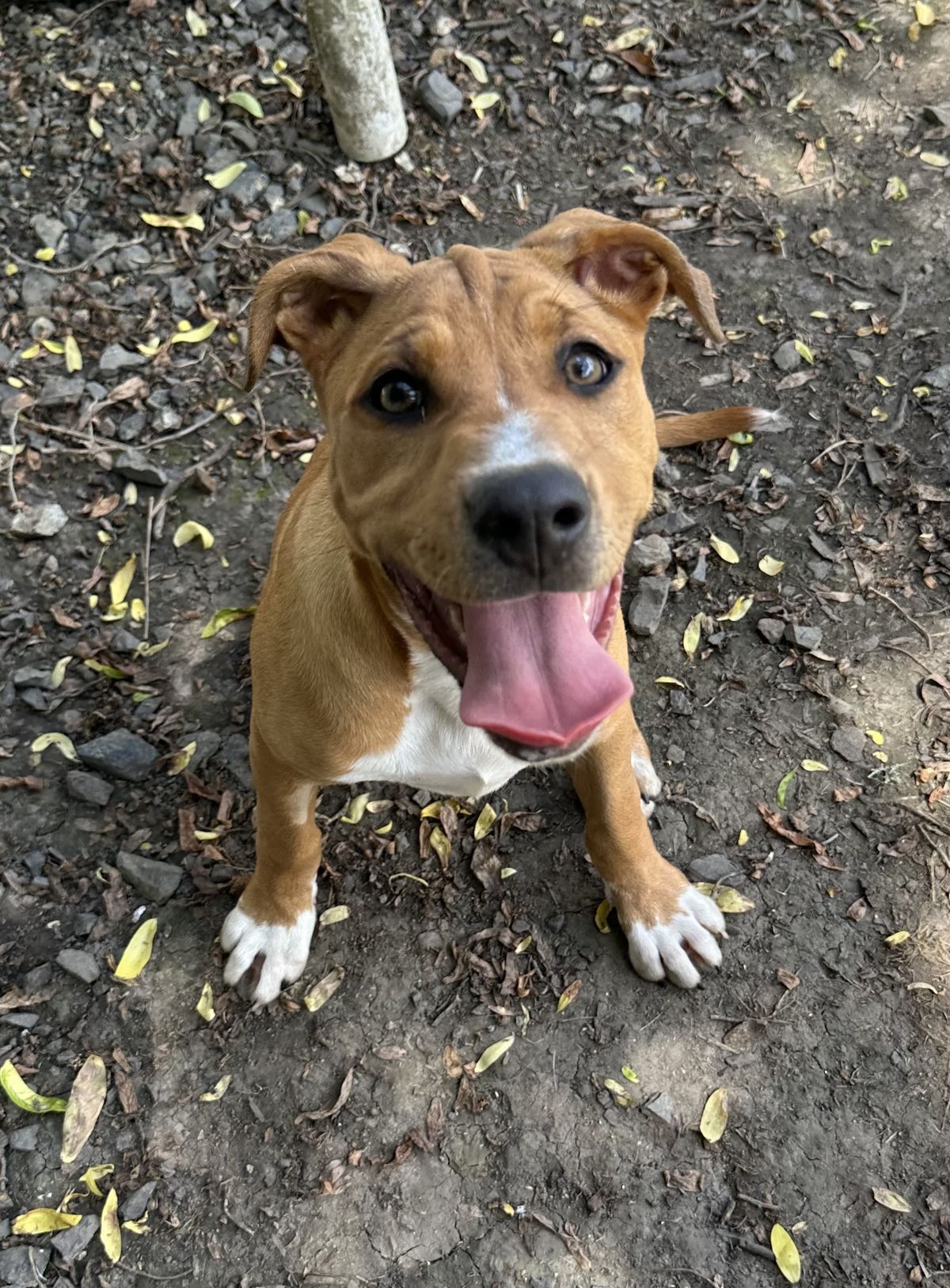 Gallery image: Grape