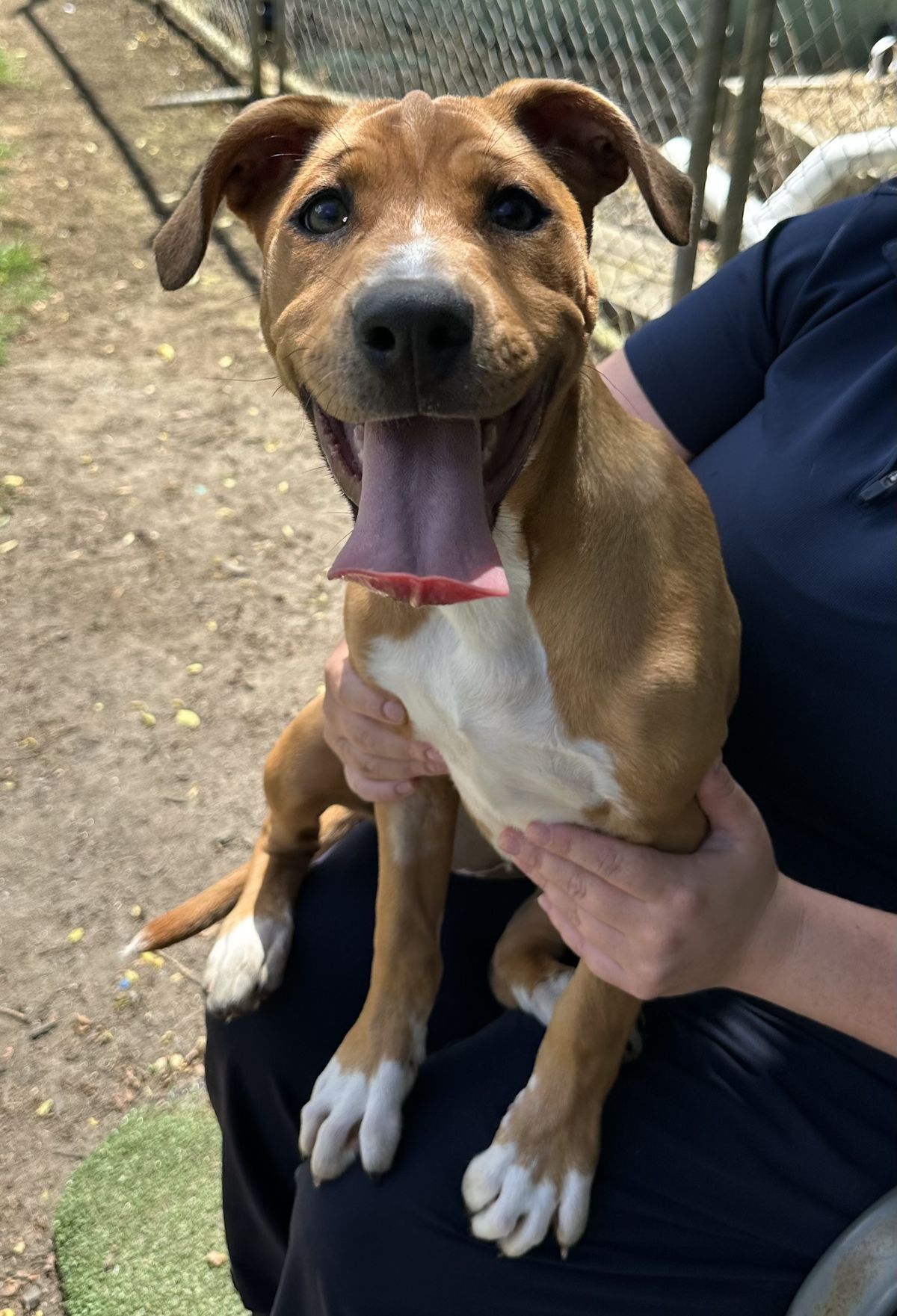 Gallery image: Grape