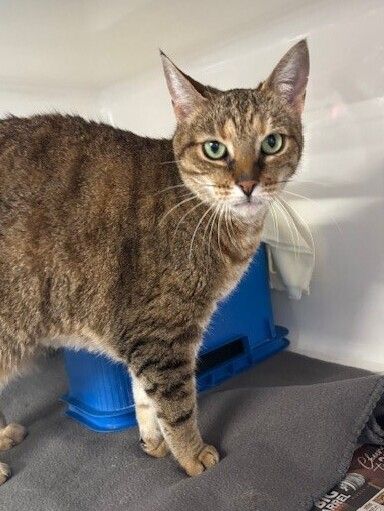 Gallery image: Honey