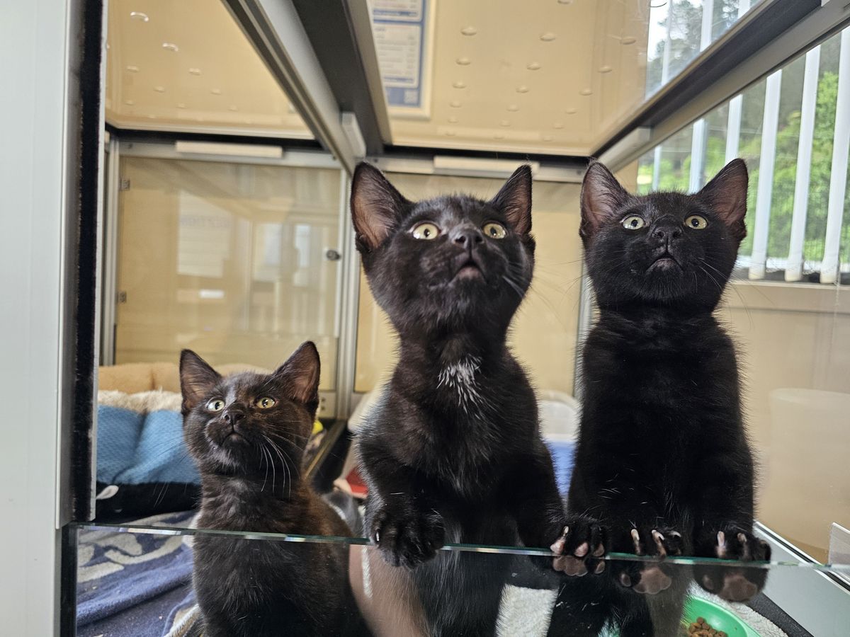 Gallery image: Hades