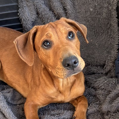 Benji - Medium Cross Breed