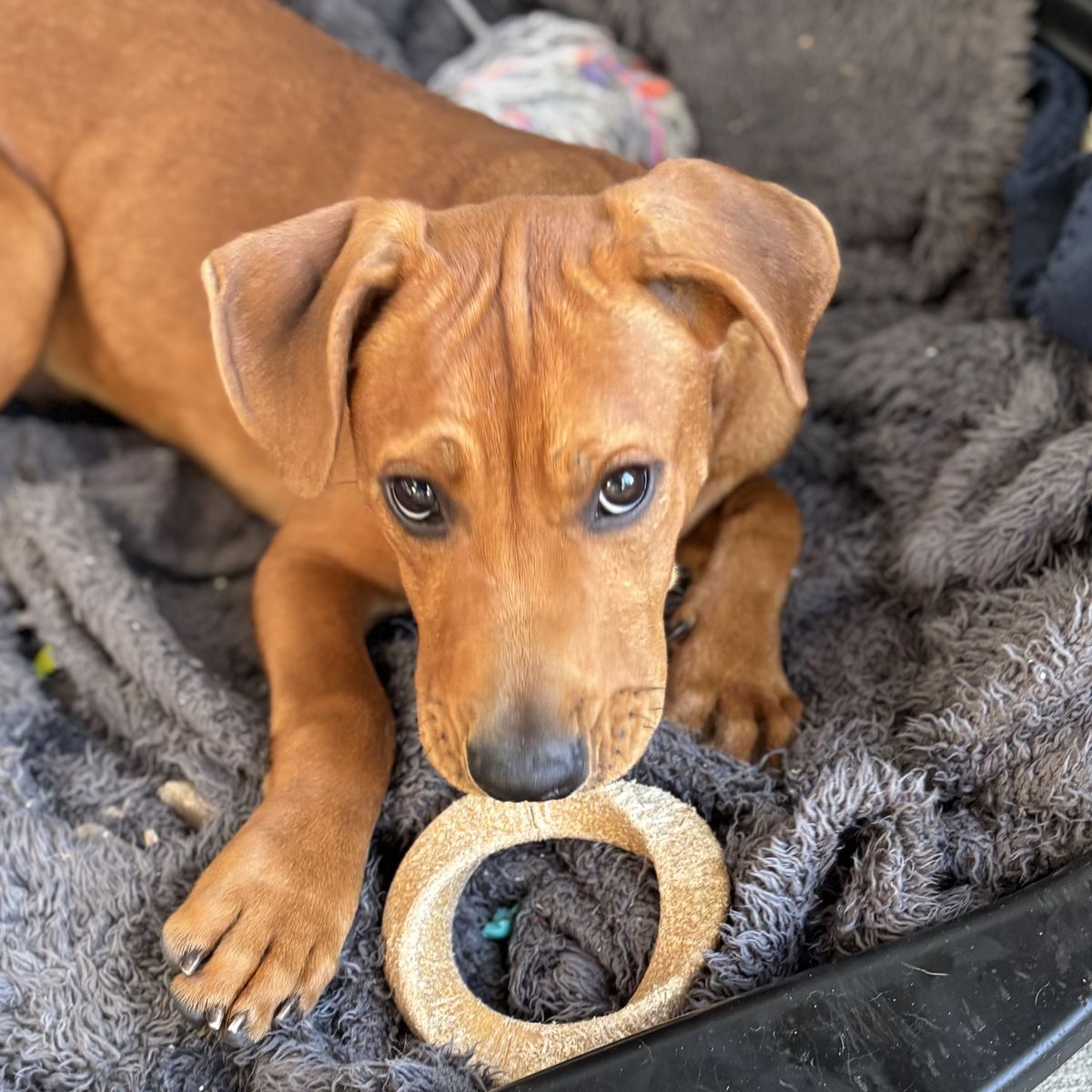 Gallery image: Benji