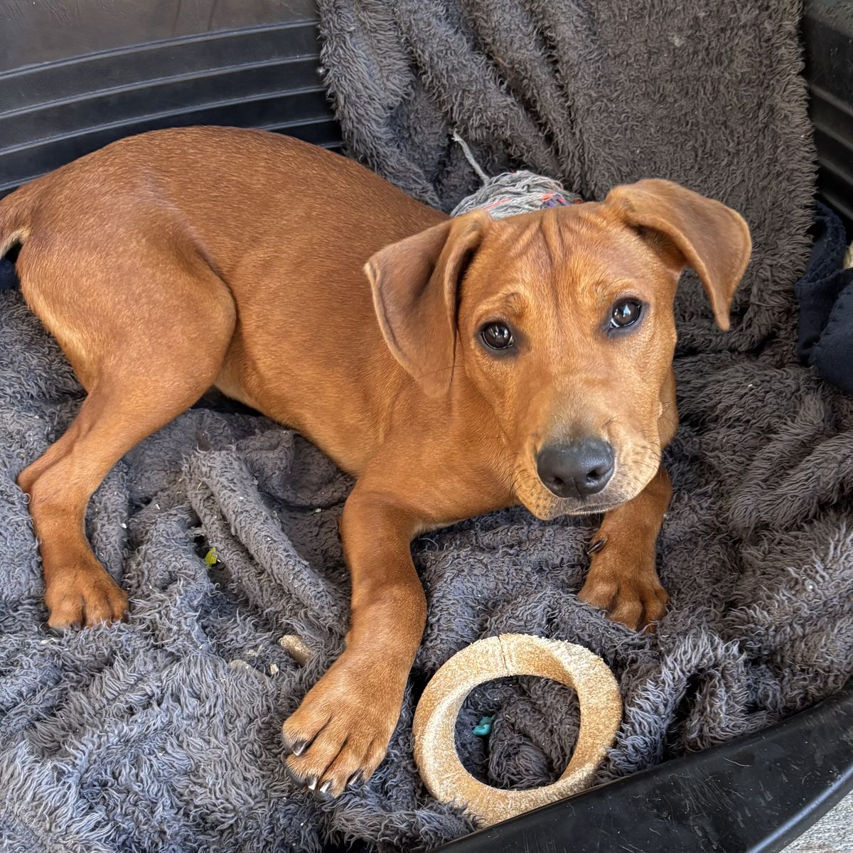 Gallery image: Benji