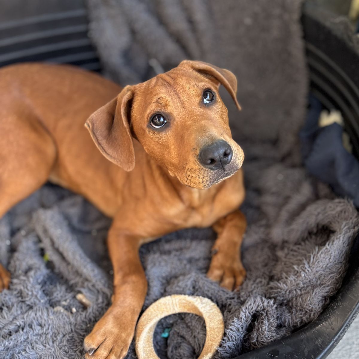 Gallery image: Benji