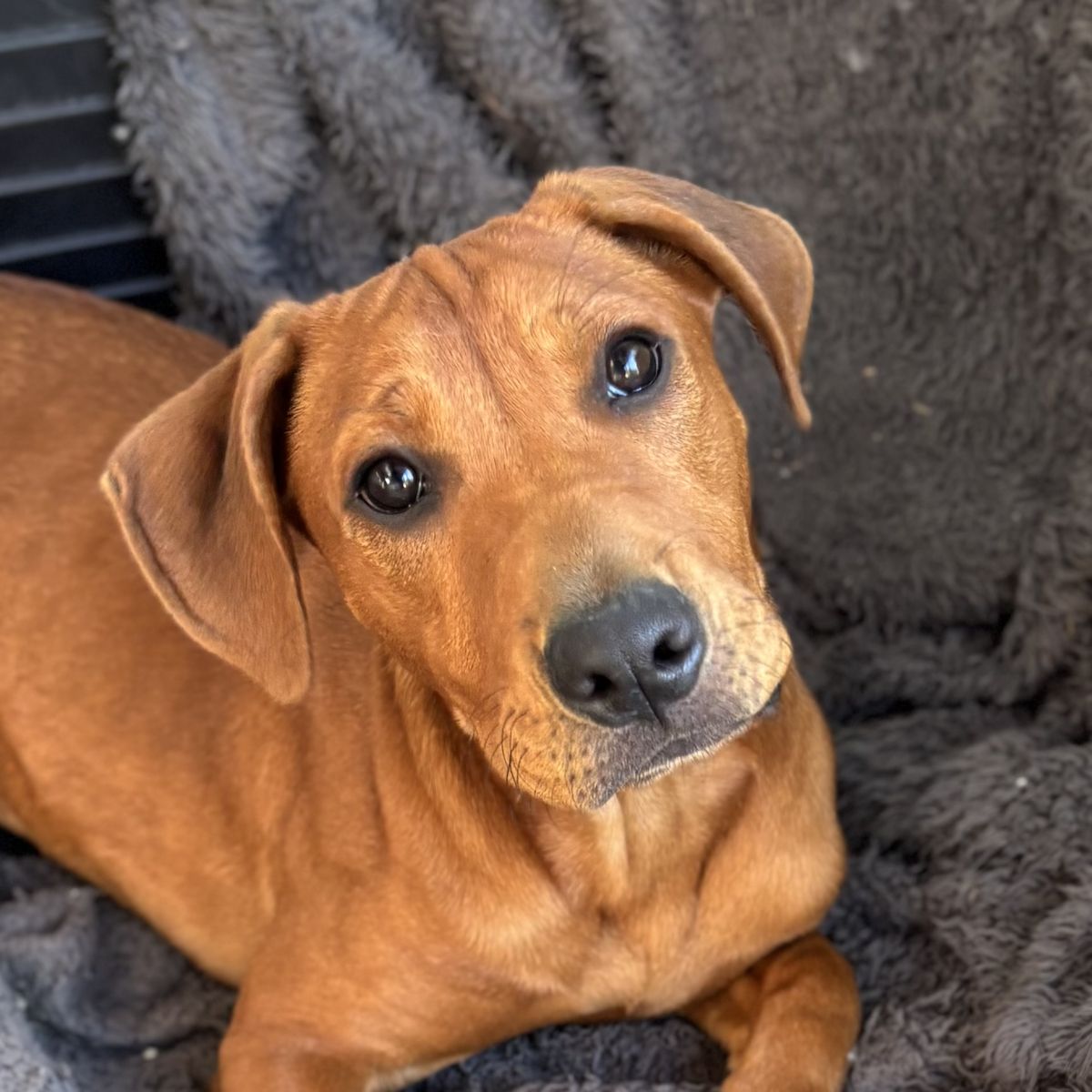 Gallery image: Benji