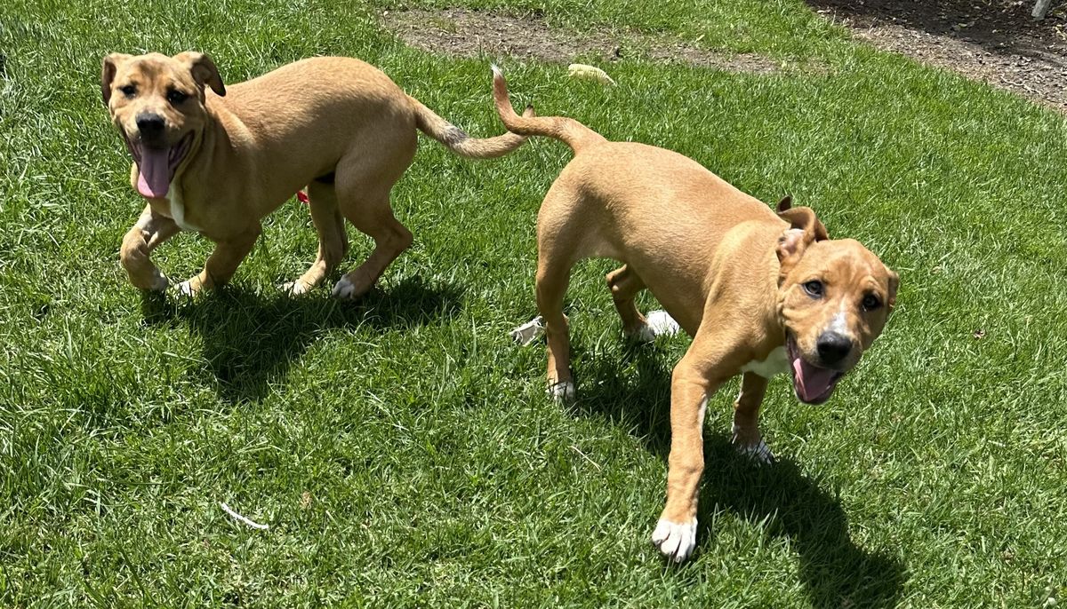 Gallery image: Grape