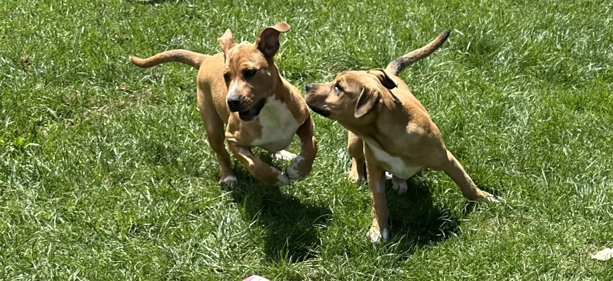 Gallery image: Grape