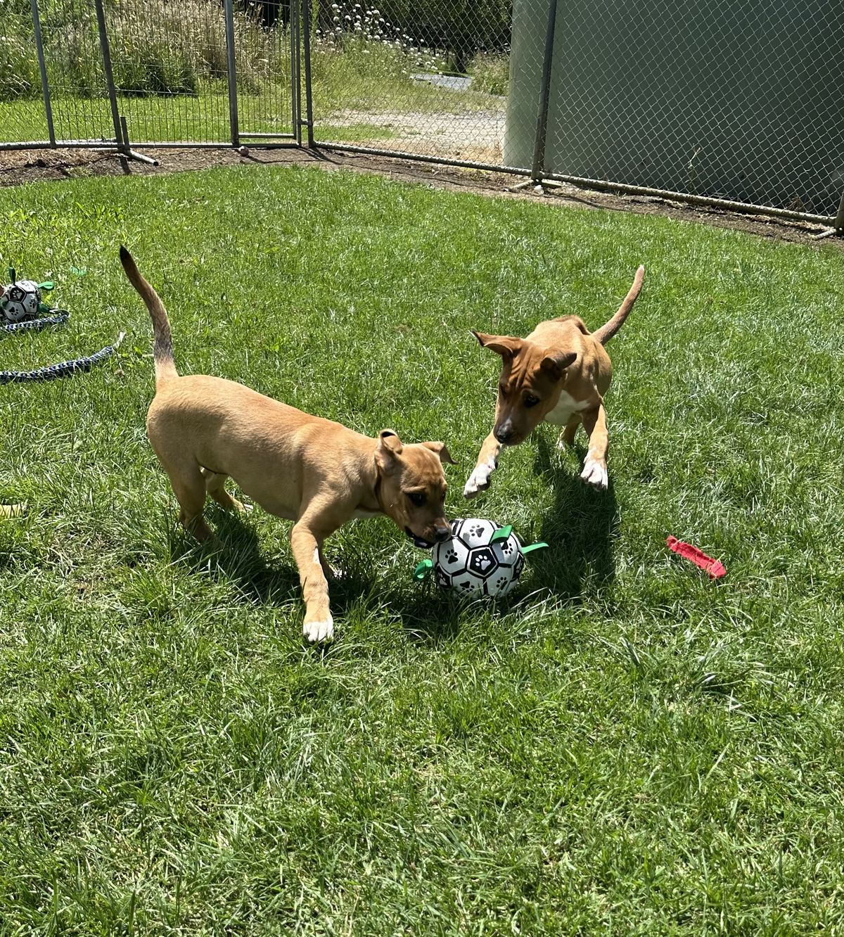 Gallery image: Grape